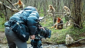 Disneynature: Nacidos en China