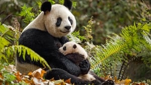 Disneynature: Nacidos en China